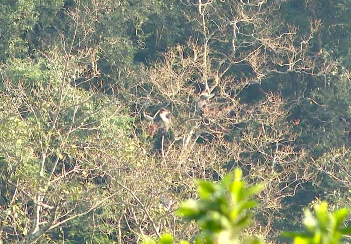 Lãnh địa của 'nữ hoàng linh trưởng'