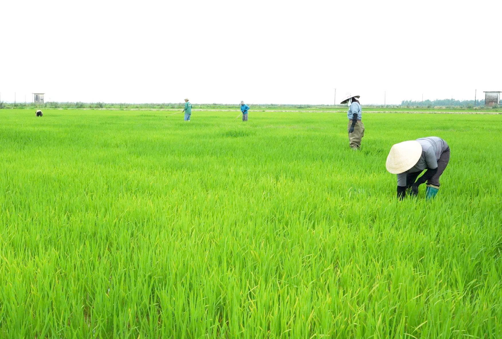 Chủ động chăm sóc và bảo vệ lúa đông-xuân