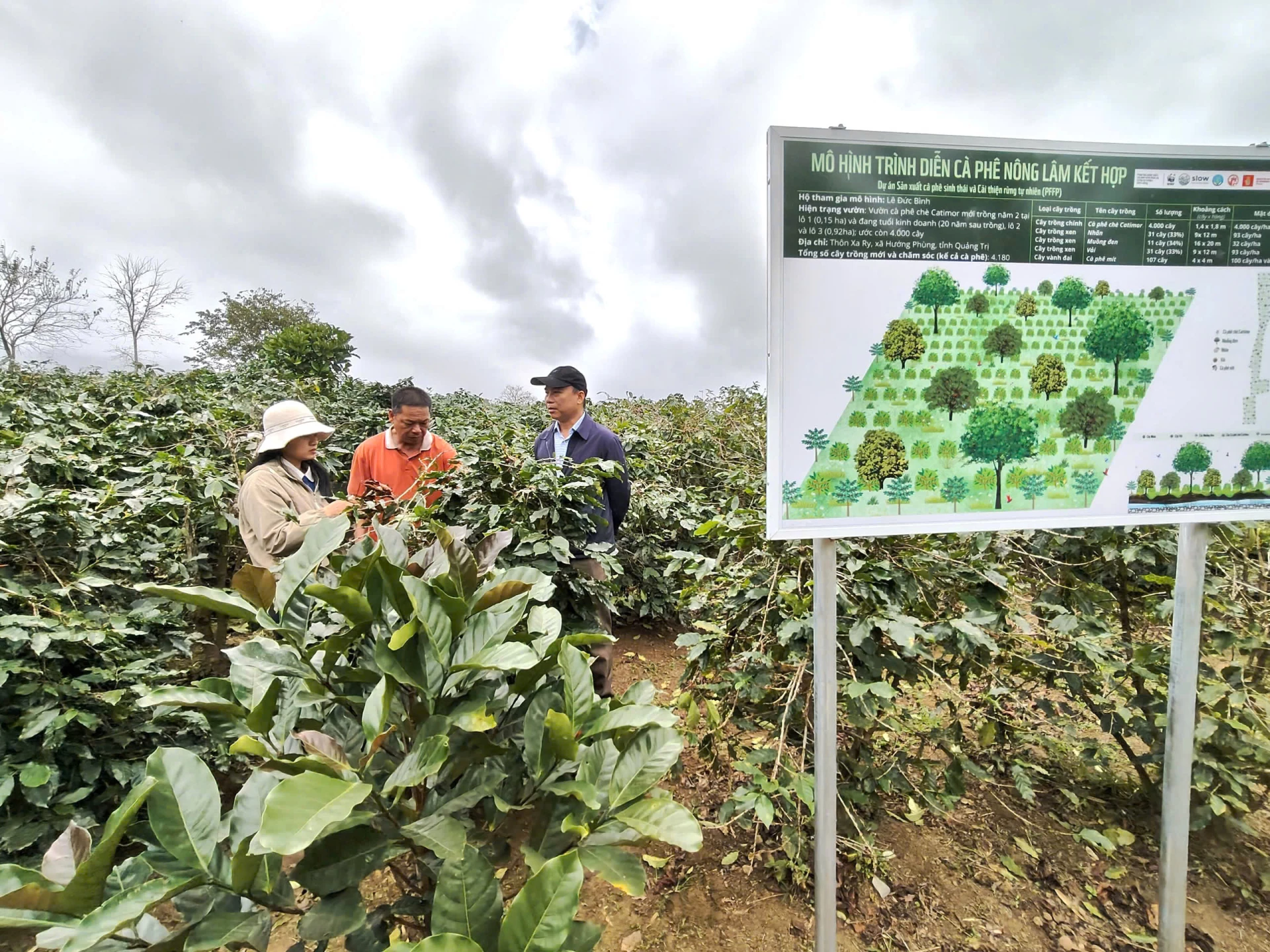 Mô hình trồng cà phê nông lâm kết hợp do Trung tâm Khuyến nông tỉnh thực hiện tại xã Hướng Phùng - Ảnh: Đ.H