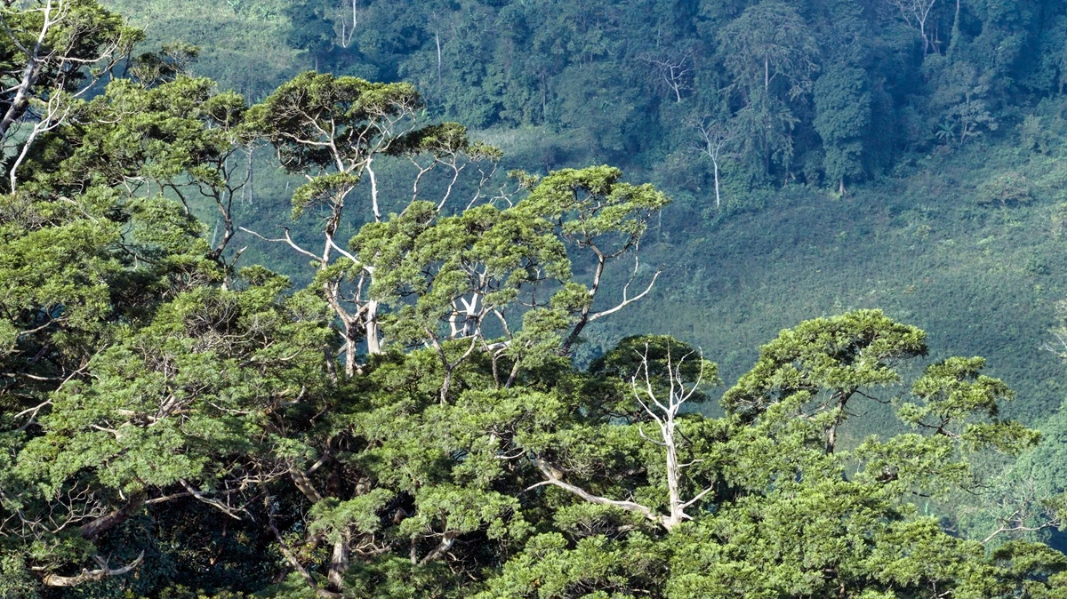 Quần thể bách xanh đá nhô lên từ những mỏm đá cheo leo - Ảnh: Công ty CP Du lịch Arem cung cấp