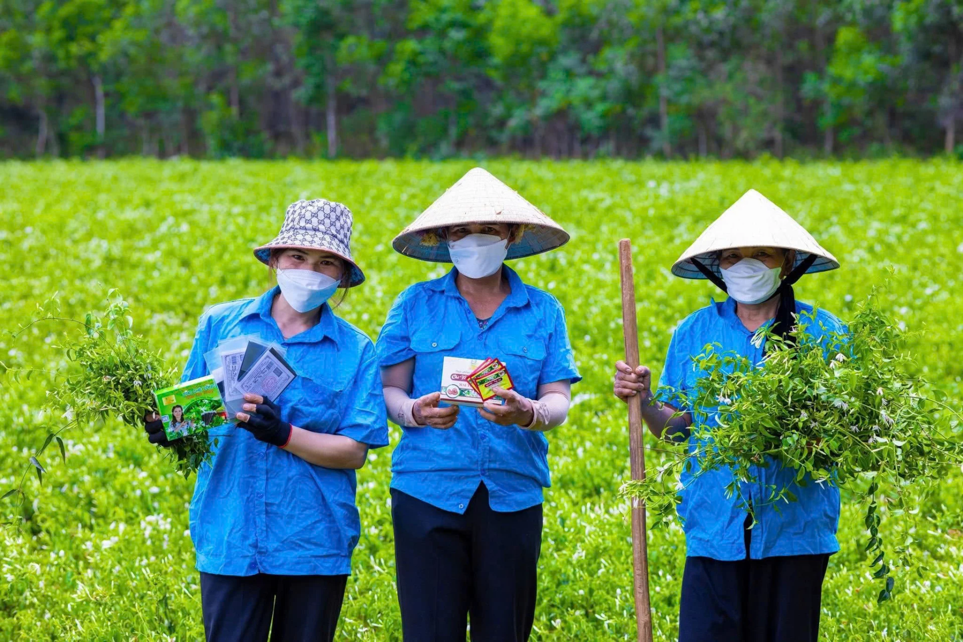 Công ty TNHH cao dược liệu Định Sơn Mai Thị Thủy chăm sóc, kiểm soát nguyên liệu đầu vào đối với sản phẩm chè vằng- Ảnh: NVCC