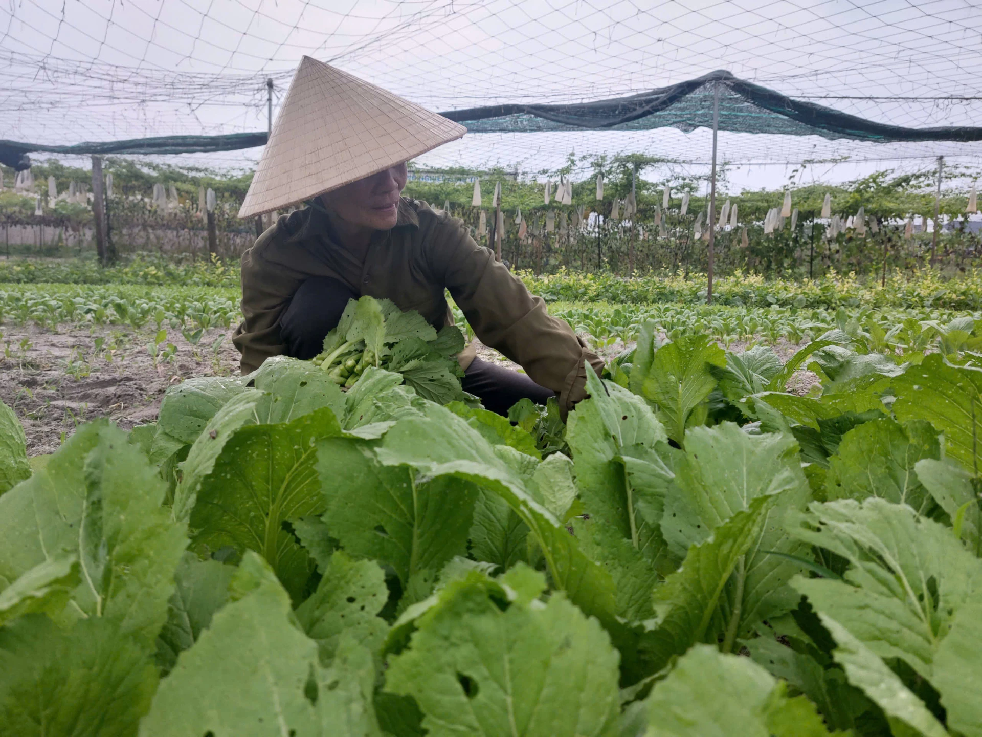 Không ít chủ thể băn khoăn về thủ tục cấp chứng nhận lại sản phẩm OCOP - Ảnh: Đ.N