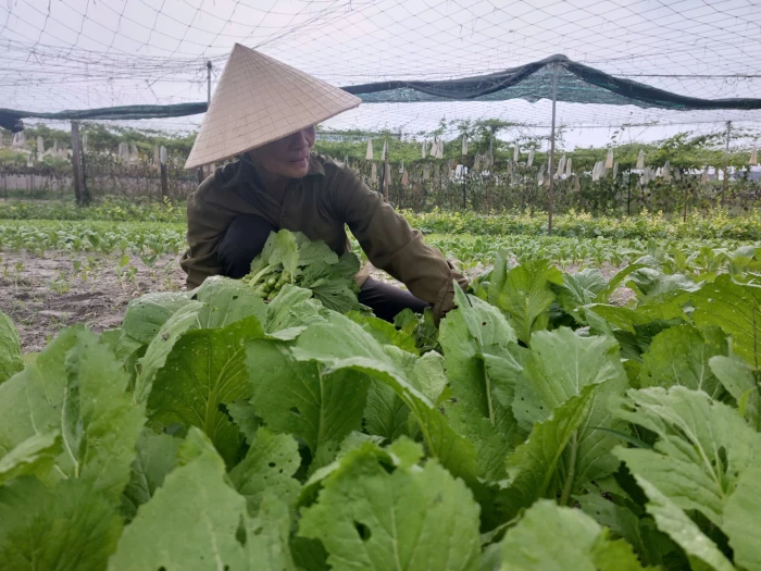 Để chủ thể 'mặn mà' với OCOP