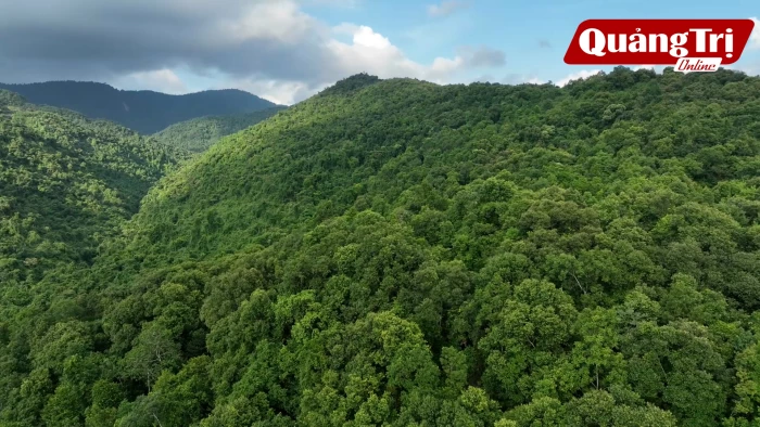 Chung tay phục hồi rừng đầu nguồn sông Gianh