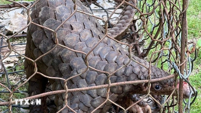 Cá thể tê tê trưởng thành, thể trạng khỏe mạnh, chiều dài 52cm và nặng hơn 5kg được người dân giao nộp cho cơ quan chức năng xã Bảo Lâm I, tỉnh Lâm Đồng. (Ảnh TTXVN phát)