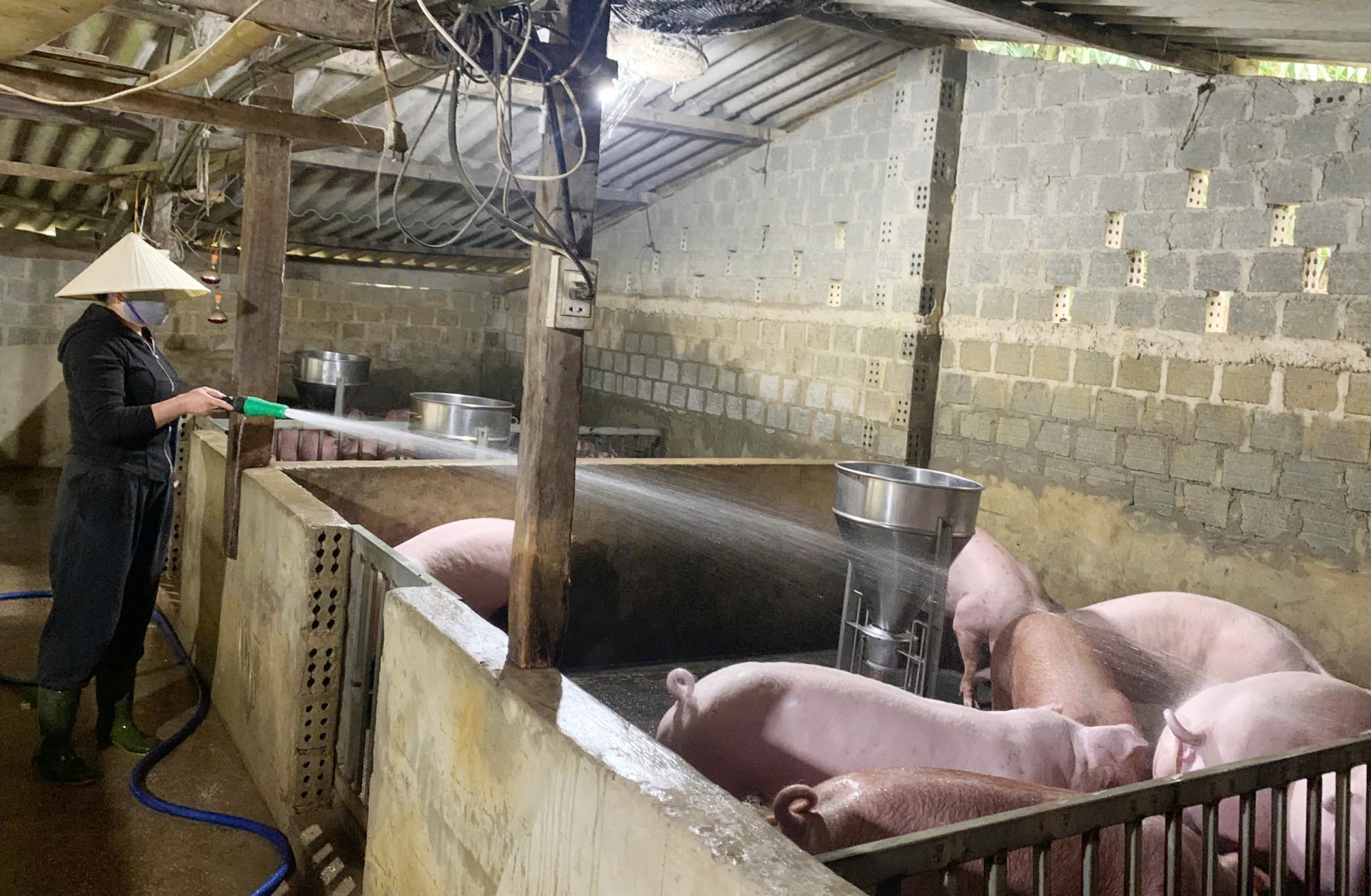 Người dân xã Tân Thành phát triển chăn nuôi, nâng cao thu nhập - Ảnh: X.V