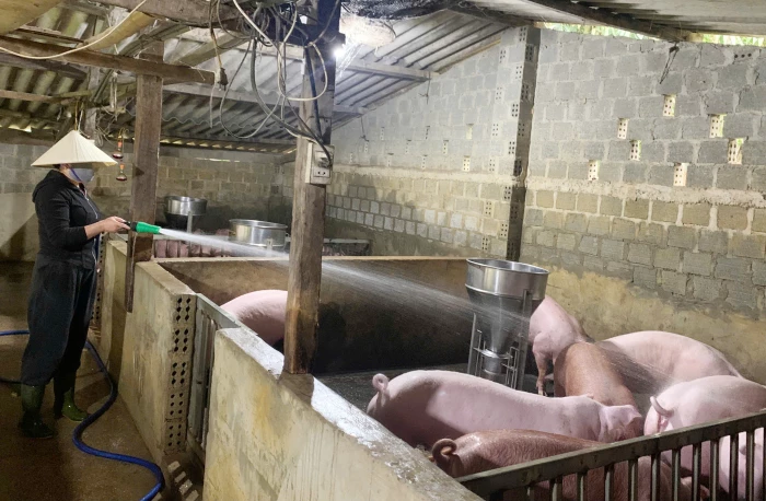 Xã Tân Thành: Phát triển chăn nuôi theo hướng tập trung