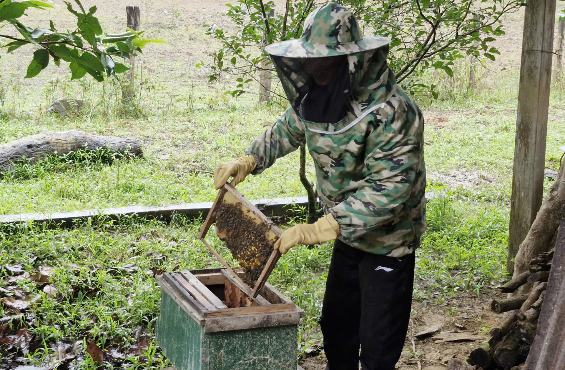 Mô hình nuôi ong lấy mật mang lại thu nhập ổn định cho gia đình ông Trương Xuân Đức, thôn 5 Yên Thọ, xã Kim Phú - Ảnh: X.P