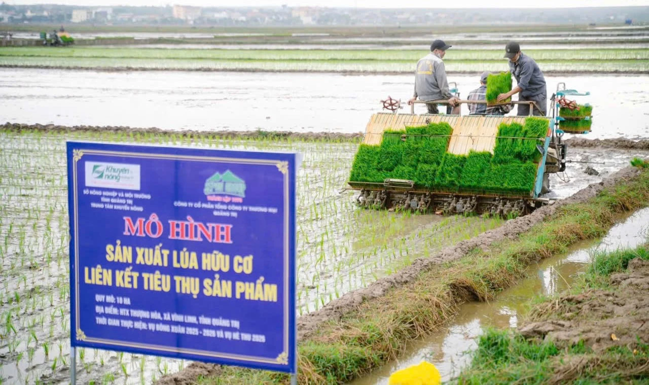 Mô hình trồng lúa hữu cơ theo liên kết chuỗi giá trị của Công ty CP Tổng công ty Thương mại Quảng Trị với nông dân xã Vĩnh Linh - Ảnh: M.L