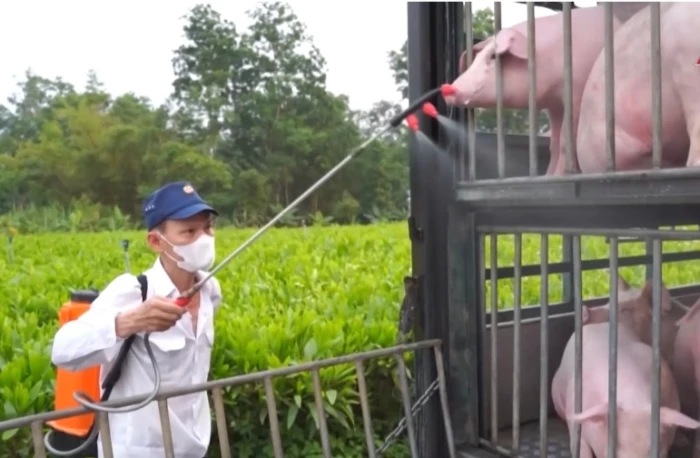 Thực hiện đồng bộ, quyết liệt các giải pháp phòng, chống dịch tả lợn châu Phi