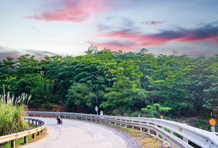 Trong veo mùa hoa trẩu