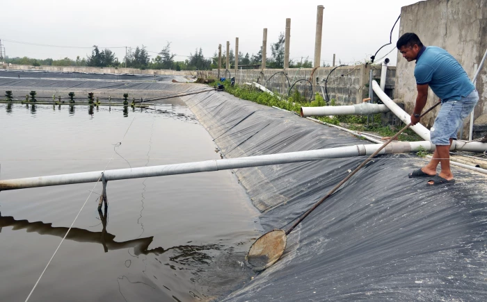 Triển vọng từ nuôi ốc hương trên cát