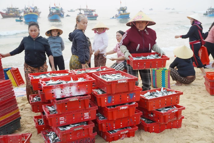 Nhộn nhịp mùa cá Nam