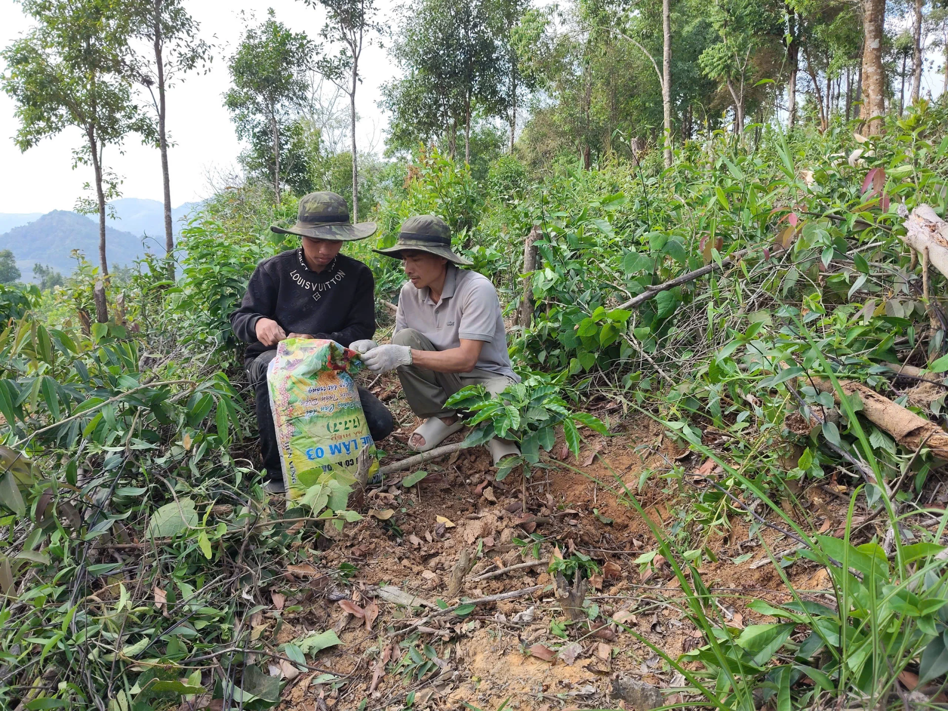 Mô hình nông lâm kết hợp nâng cao chất lượng và giá trị cây cà phê-Ảnh Đ.H