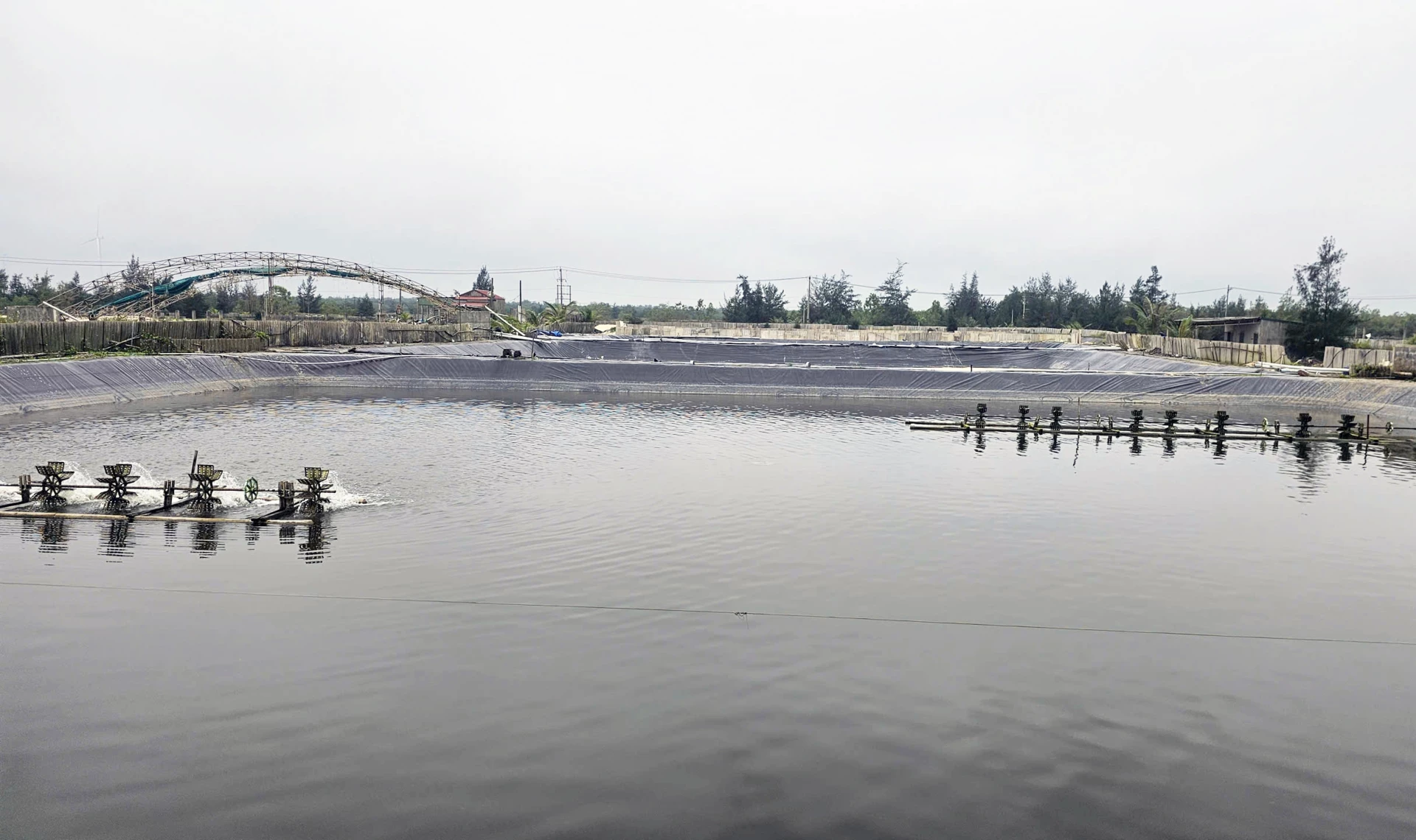 Hiện, anh Mai Văn Dũng đang duy trì nuôi trên 3.000m2 ốc hương - Ảnh: L.C