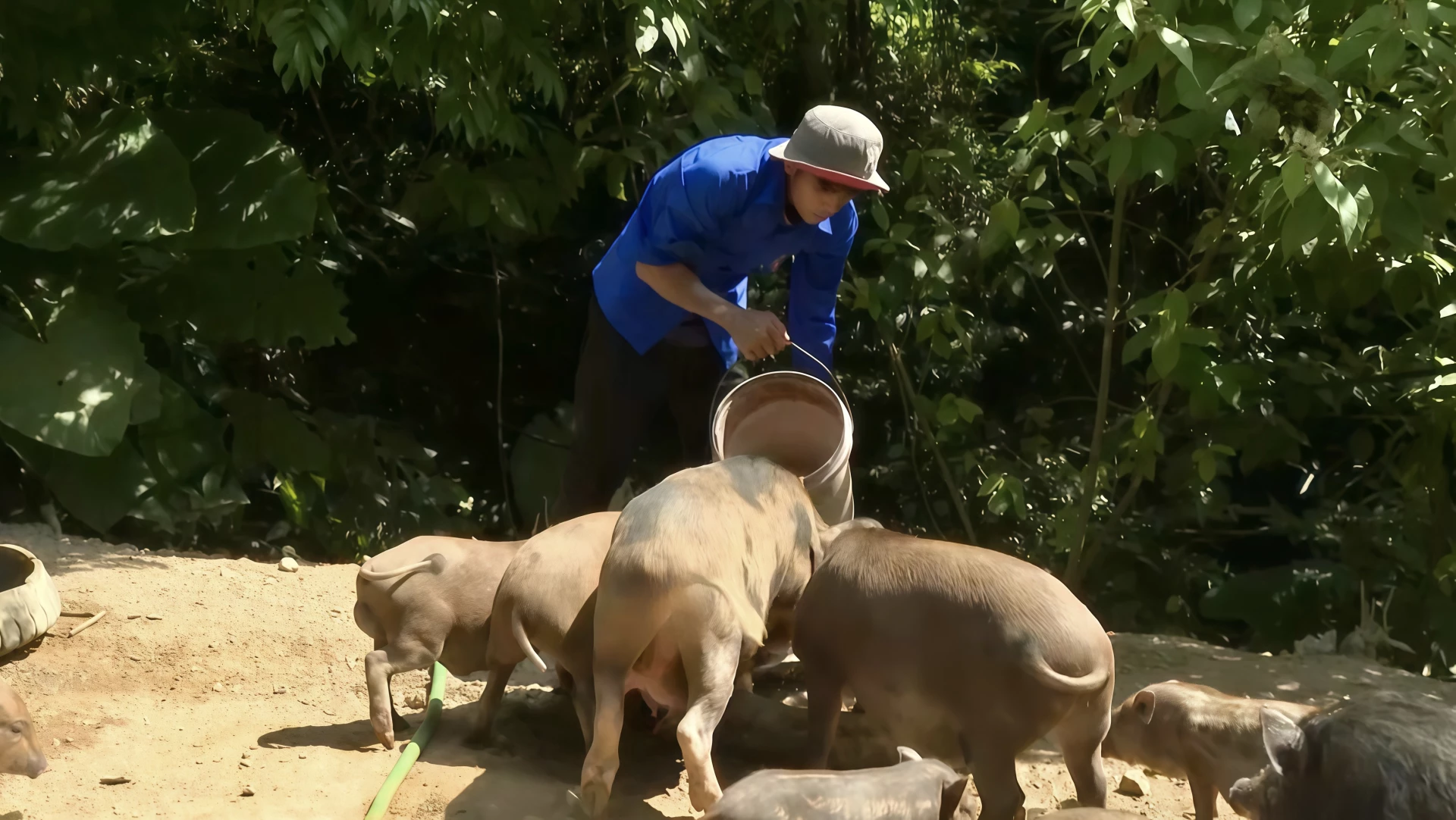 Tận dụng lợi thế rừng đồi, anh Hoàng Văn Nhan phát triển mô hình chăn nuôi lợn rừng lai, góp phần nâng cao thu nhập. - Ảnh M.H