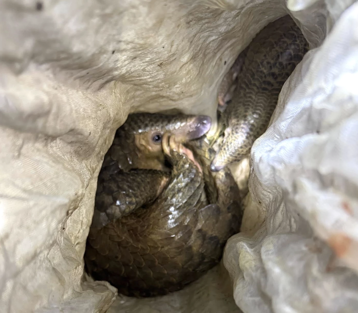 2 cá thể Tê tê có trọng lượng khoảng hơn 4 kg - Ảnh: L.T