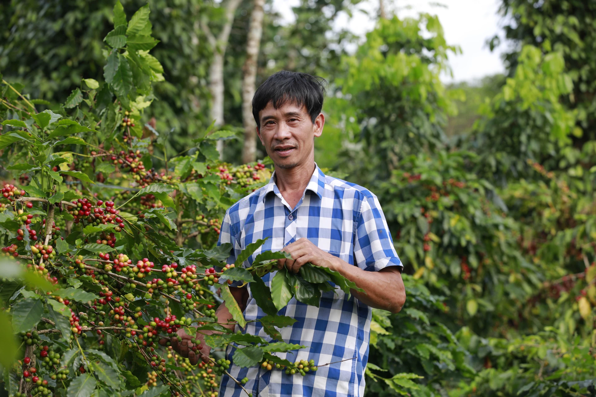 Anh Nguyễn Duy Phương thăm vườn cà phê che bóng - Ảnh T.L