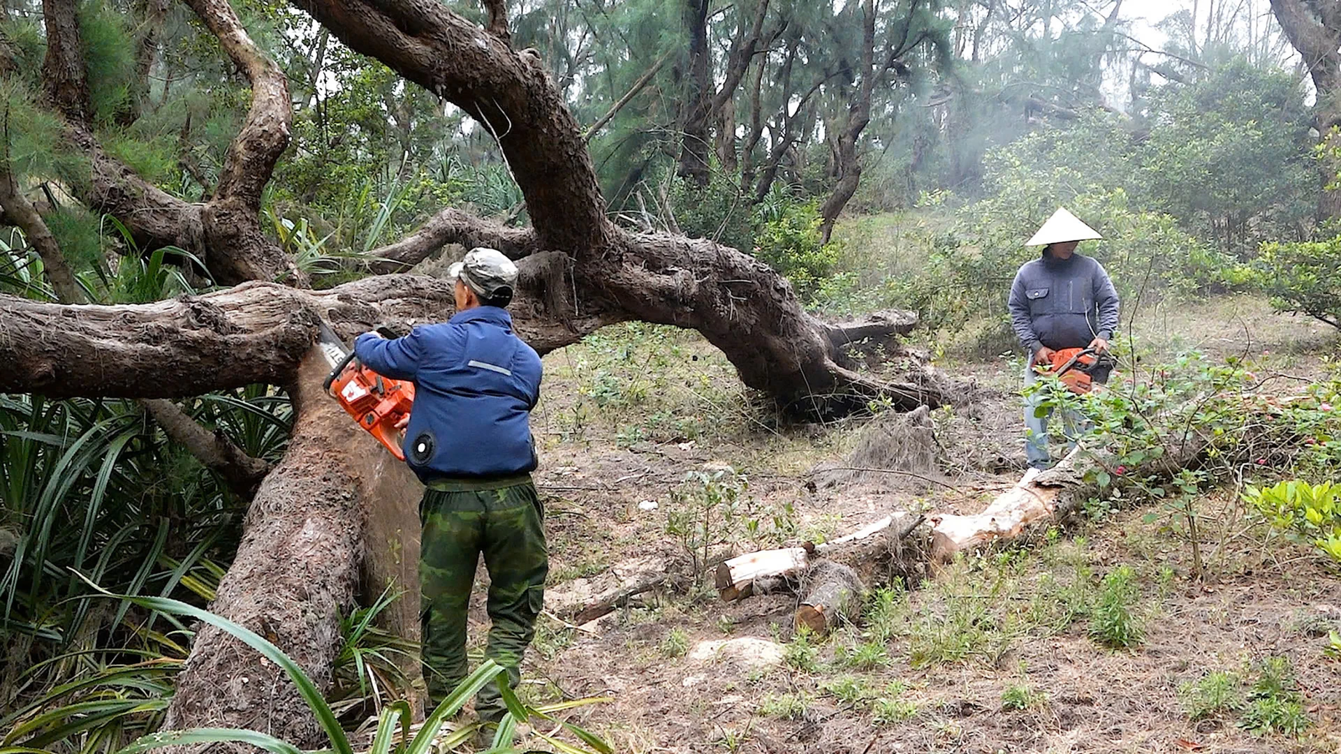 Việc khai thác được bảo đảm đúng quy định,góp phần sử dụng hiệu quả tài nguyên và hạn chế nguy cơ cháy rừng - Ảnh: N.M
