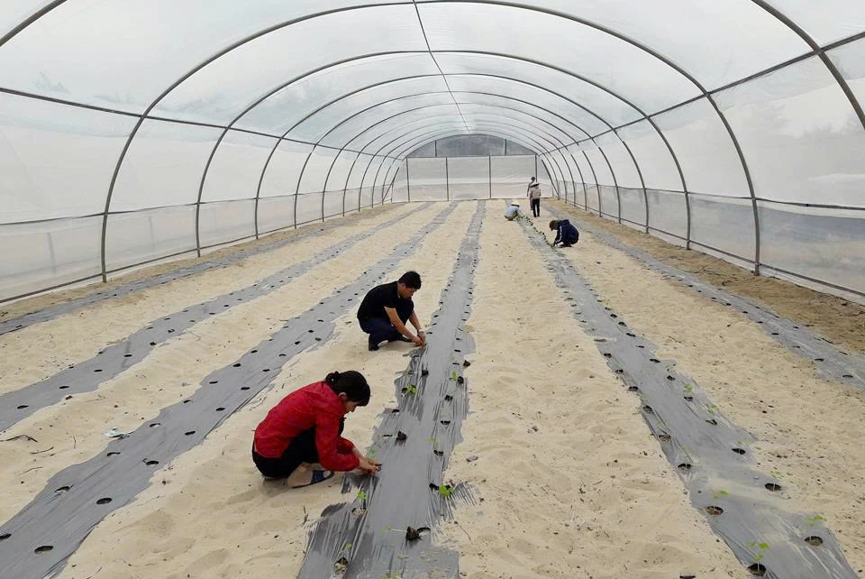 Một mô hình sản xuất nông nghiệp công nghệ cao không thể duy trì sản xuất vì gặp nhiều khó khăn -Ảnh: C.H