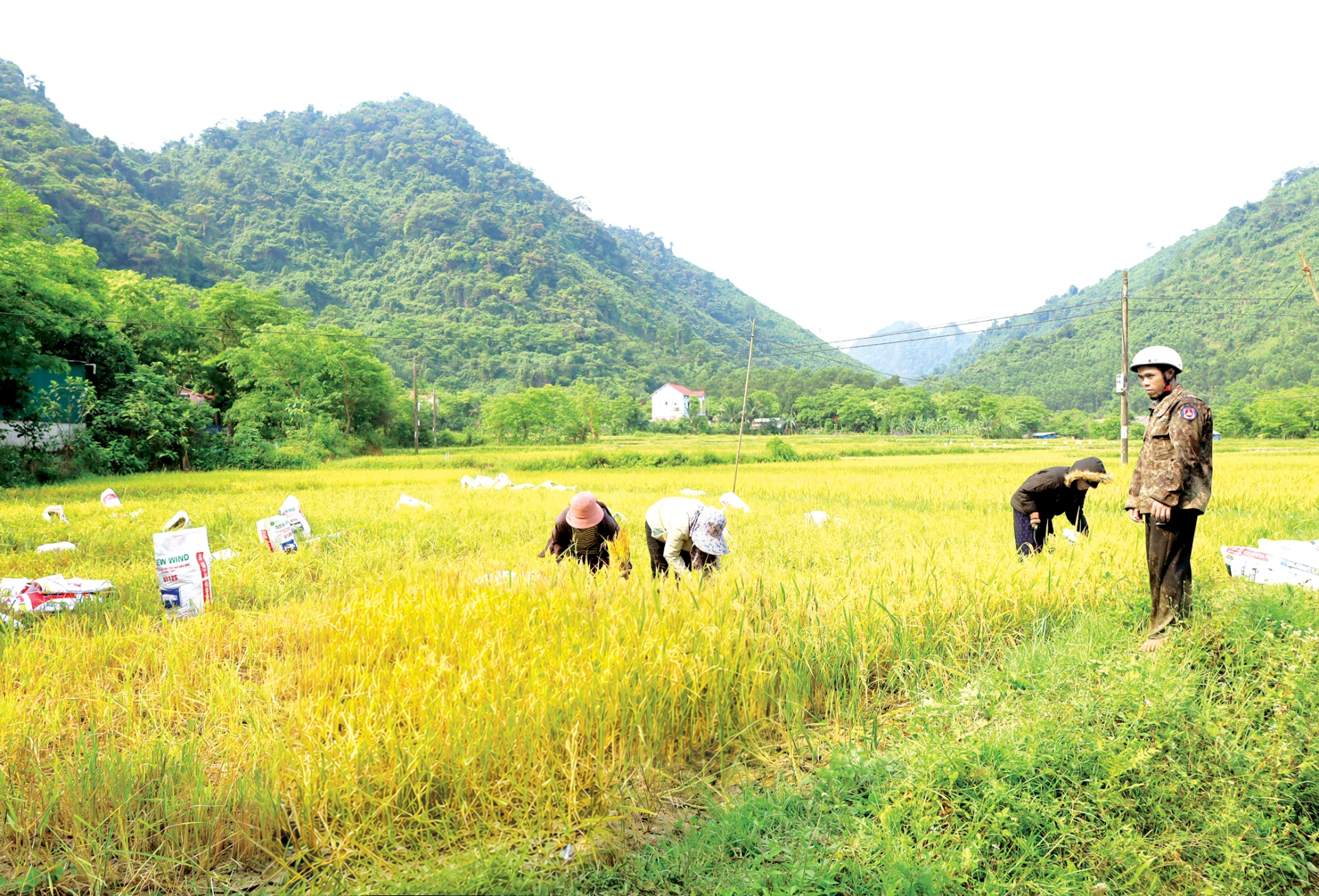 Người dân bản Còi Đá, xã Kim Ngân phát triển trồng trọt, cung cấp thực phẩm sạch cho các cơ sở du lịch trên địa bàn - Ảnh: V.M