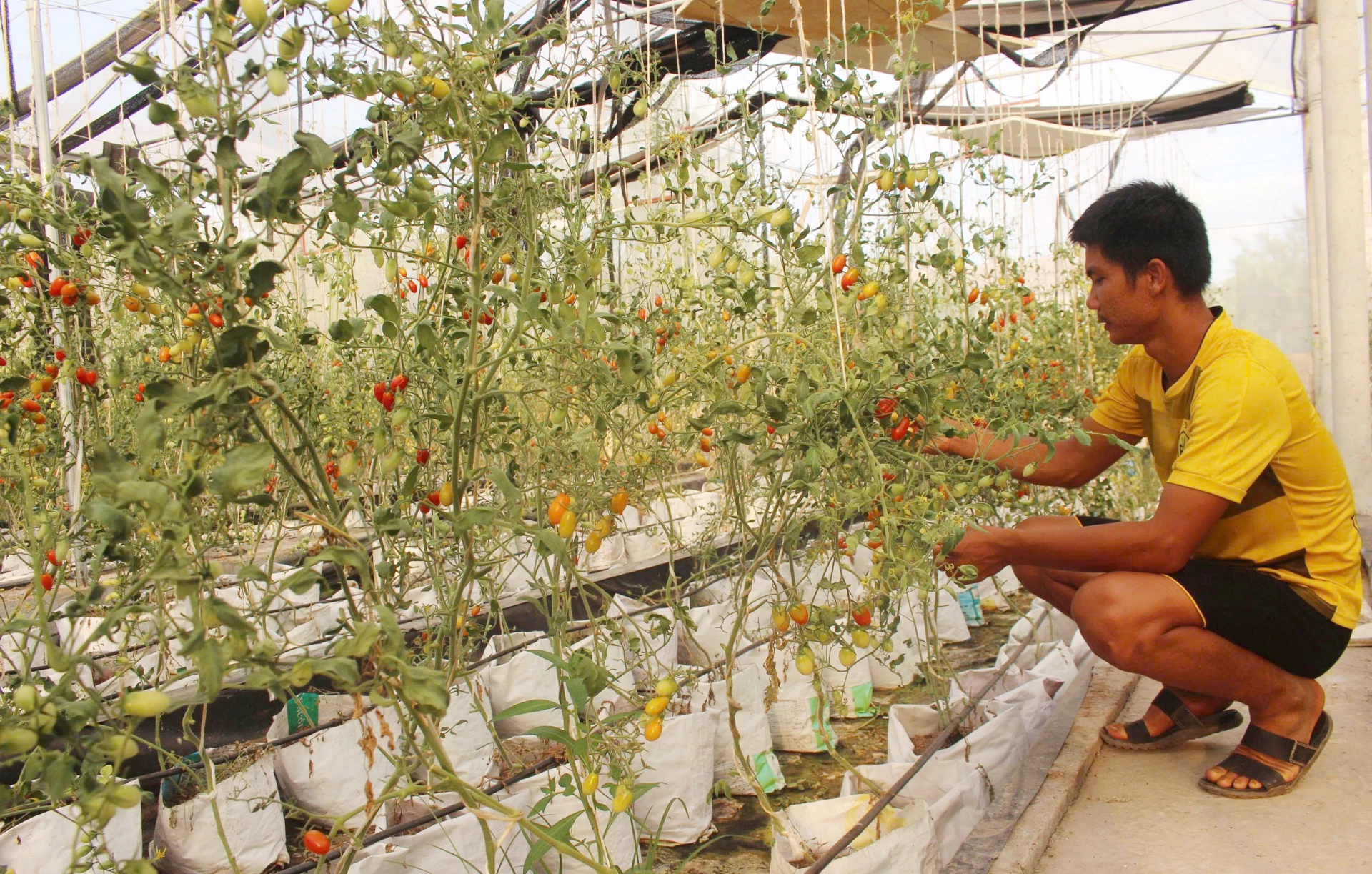 Ứng dụng công nghệ và chuyển đổi số vào quá trình sản xuất nông nghiệp trên địa bàn tỉnh còn hạn chế - Ảnh: C.H