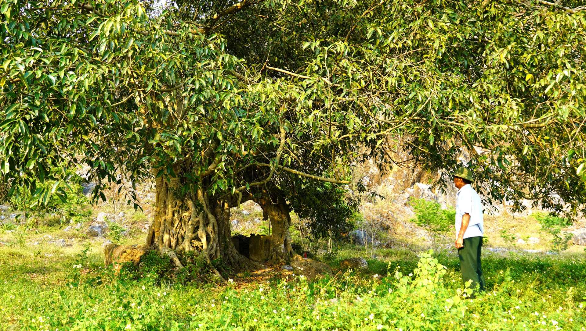 Cây sanh cổ thụ và dấu tích điện thờ Phù Đổng Thiên Vương-Ảnh: C.H