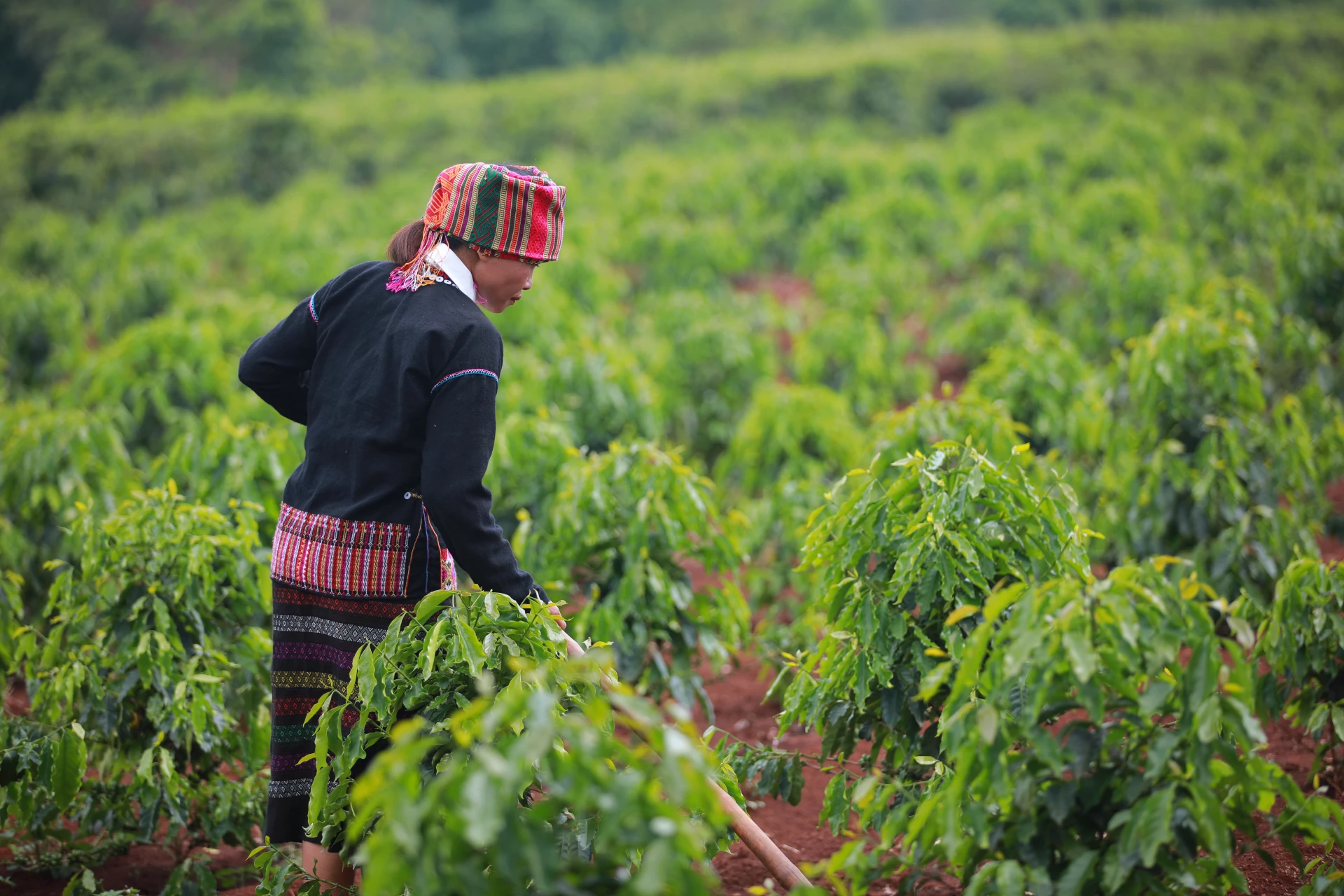 Người dân Hướng Phùng chăm sóc cà phê - Ảnh T.L