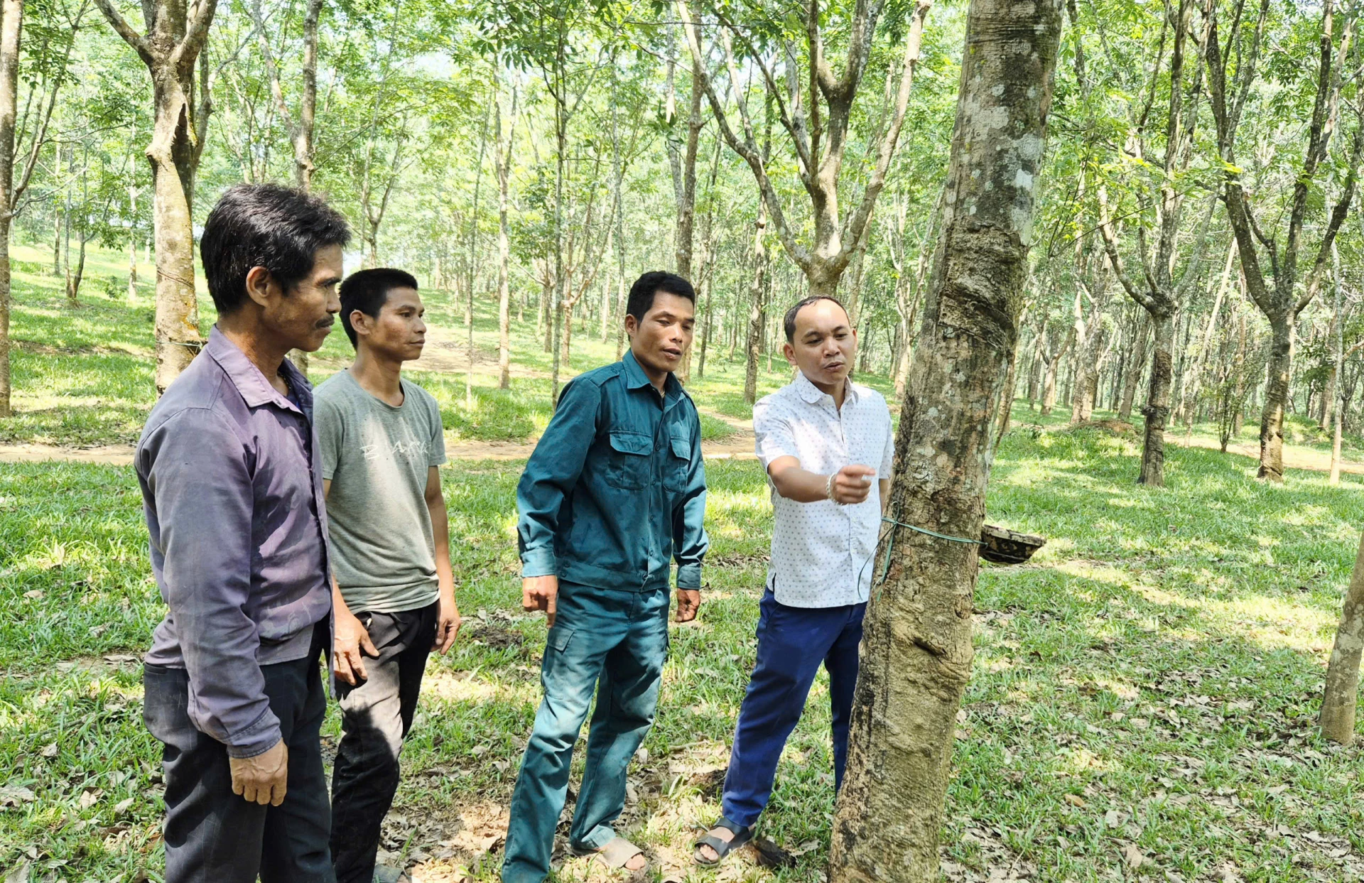 Cán bộ nông nghiệp xã A Dơi trực tiếp hướng dẫn kỹ thuật cạo mủ cho người trồng cao su ở địa phương - Ảnh: K.S