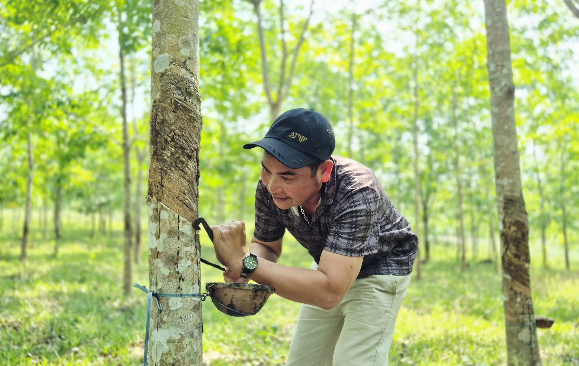 Anh Hồ Lăng khai thác mủ cao su - Ảnh: K.S