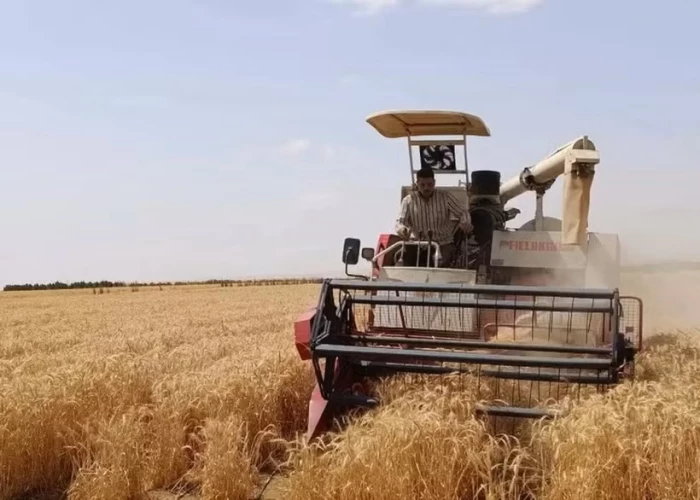 Ai Cập thử nghiệm thành công trồng lúa mỳ bằng nước mặn