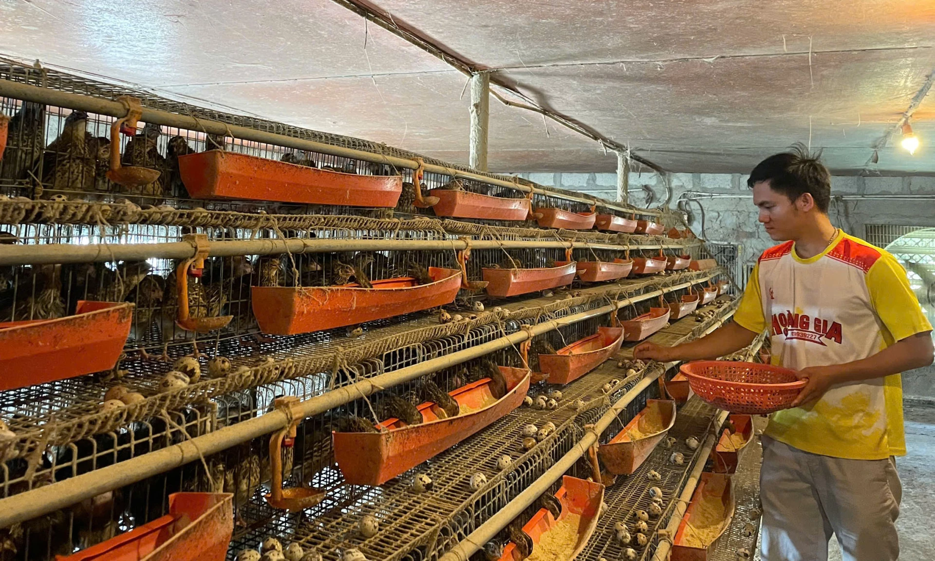 Anh Nguyễn Quang Linh chăm sóc đàn chim cút tại trang trại - Ảnh: M.H