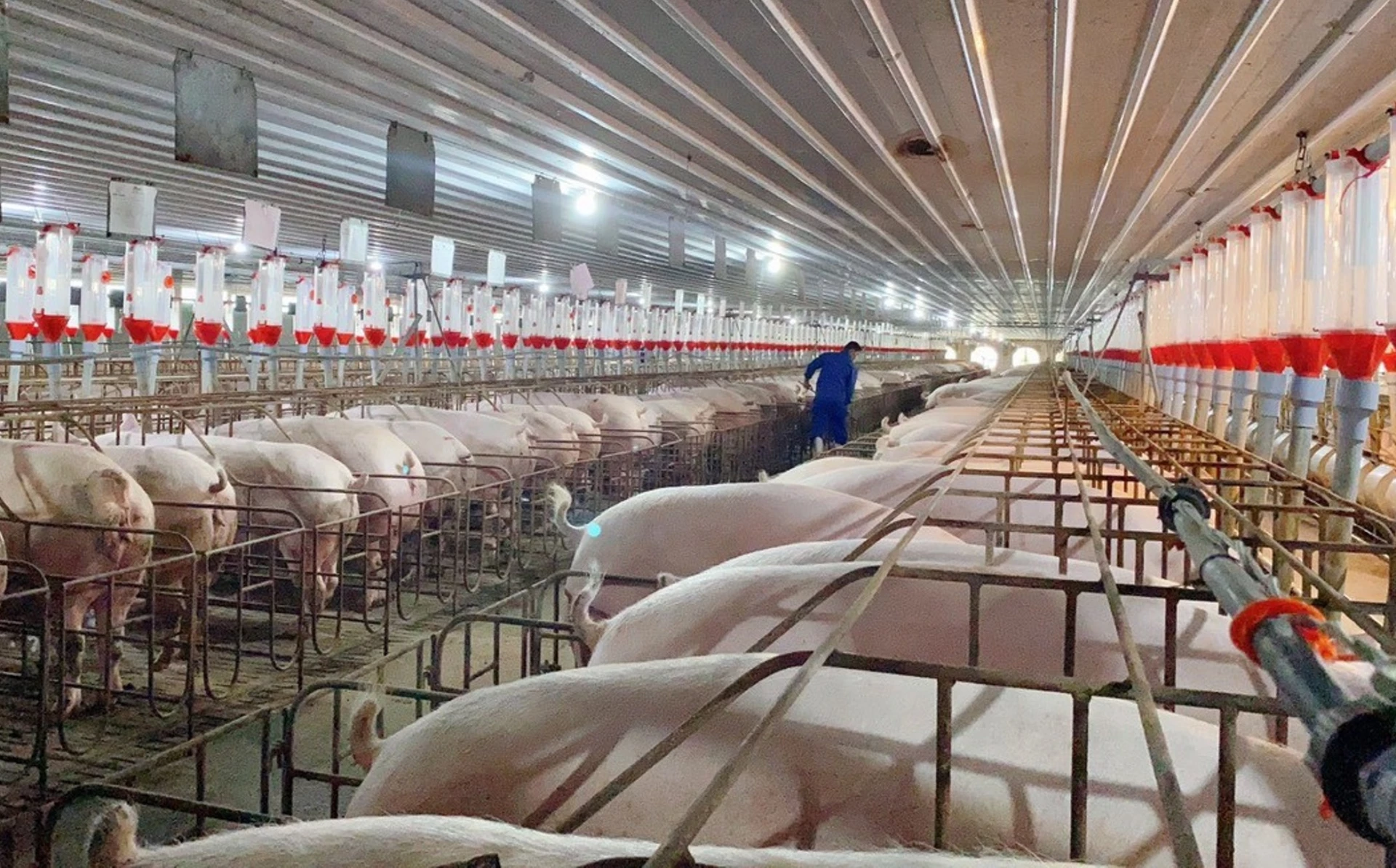 Nhiều trang trại ứng dụng công nghệ chuồng kín trong chăn nuôi lợn quy mô công nghiệp mang lại hiệu quả - Ảnh: L.Chi