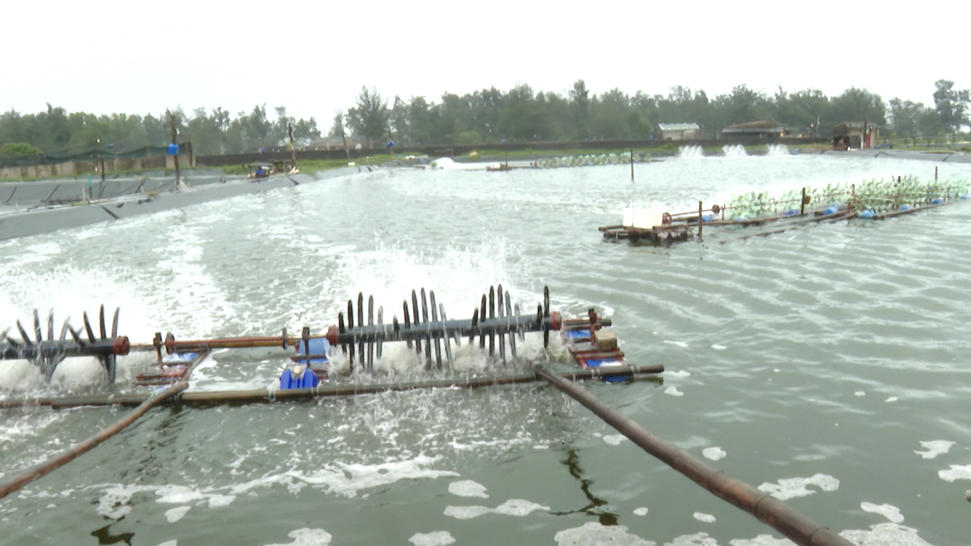 Mô hình nuôi tôm thẻ chân trắng hai giai đoạn của ông Nguyễn Văn Toàn ở thôn Nam Sơn, xã Bến Hải-Ảnh N.D