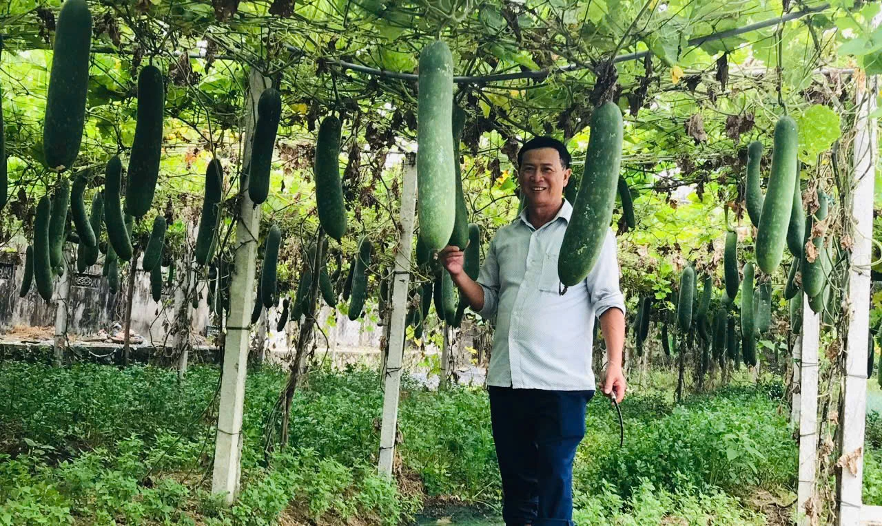 Ông Hoàng Ngọc Lâm bên vười bí đao trĩu quả - Ảnh: Thùy Trang