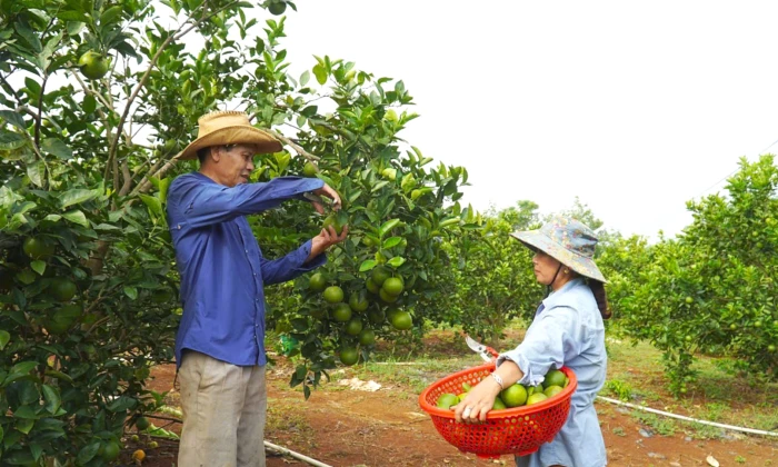 Cam Lộ: Đánh thức tiềm năng kinh tế gò đồi