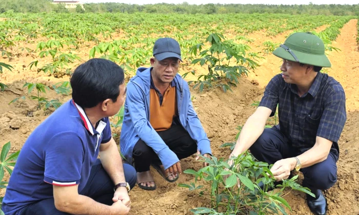 Nhân rộng mô hình trồng sắn sử dụng giống kháng bệnh khảm lá