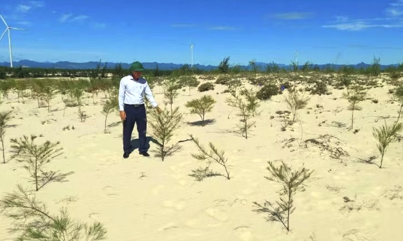 Trồng rừng bằng cây phi lao để chống cát bay, cát chảy ở phía bắc tỉnh Quảng Trị.