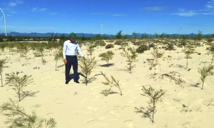 Quảng Trị triển khai trồng hơn 1.100ha rừng thay thế với kinh phí 37,6 tỉ đồng