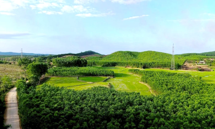 Chủ động phòng, chống cháy rừng