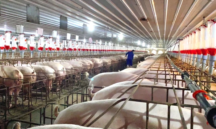 Phát triển chăn nuôi theo hướng bền vững