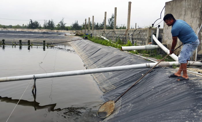 Triển vọng từ nuôi ốc hương trên cát