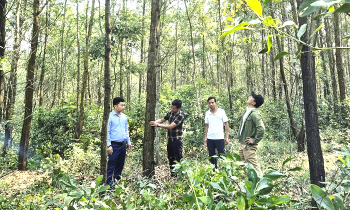 Nâng cao giá trị kinh tế từ phát triển rừng bền vững