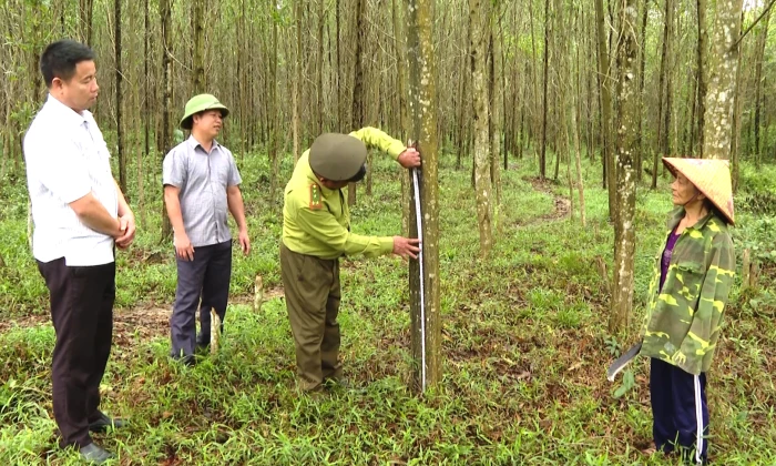 Tuyên Sơn: Phát triển lâm nghiệp gắn với quản lý rừng bền vững