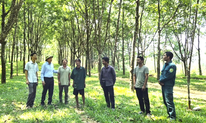 Hiệu quả mô hình trồng cao su ở vùng khó A Dơi