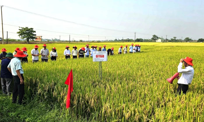 Giống lúa thuần ĐT68 cho năng suất gần 84 tạ/ha