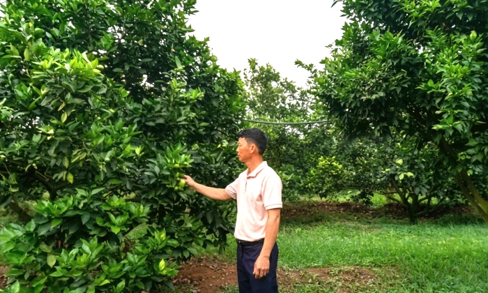 Chuyển đổi cây trồng trên vùng gò đồi