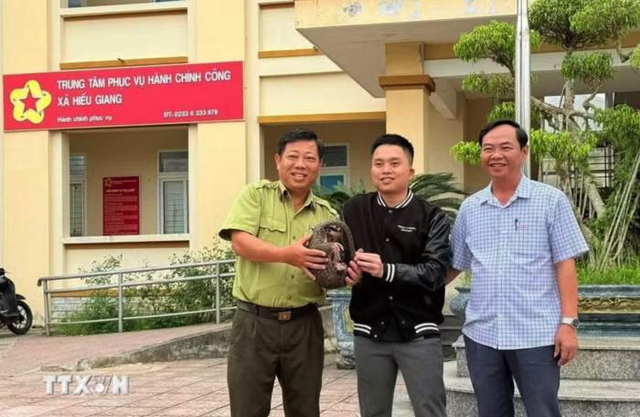 Quảng Trị tiếp nhận một cá thể tê tê quý hiếm từ người dân