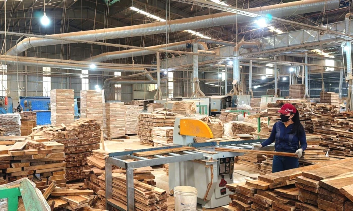 Minh bạch nguồn gốc, nâng cao giá trị gỗ rừng trồng