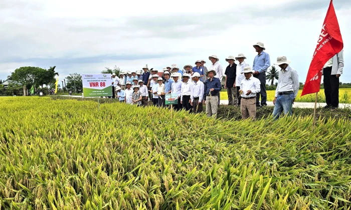 Hội thảo đầu bờ mô hình khảo nghiệm giống lúa thuần VNR88